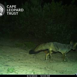 Cape fox